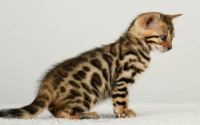 Bengal kitten for sale